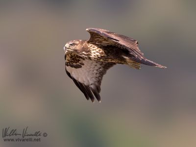 Poiana (Buteo buteo)