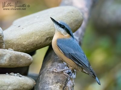 Picchio muratore (Sitta europaea)
