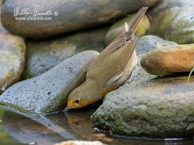 Pettirosso (Erithacus rubecula)