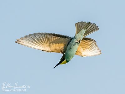 Gruccione (Merops apiaster)