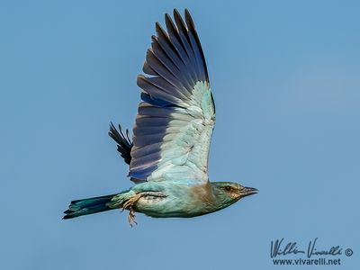 Ghiandaia marina (Coracias garrulus)