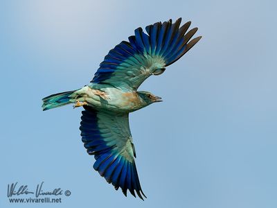 Ghiandaia marina (Coracias garrulus)