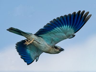 Gruccione (Merops apiaster)