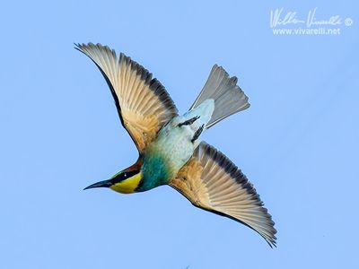 Gruccione (Merops apiaster)