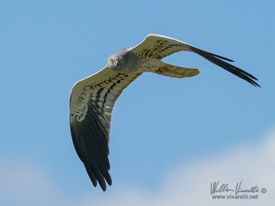 Albanella minore (Circus pygargus)