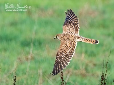 Gheppio (Falco tinnunculus)