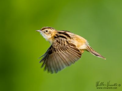 Beccamoschino (Cisticola juncidis)