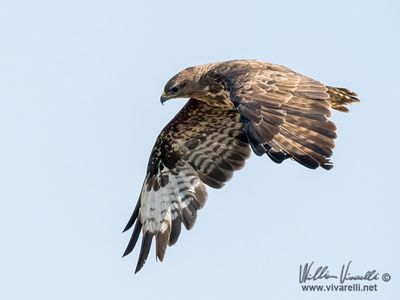 Poiana (Buteo buteo)