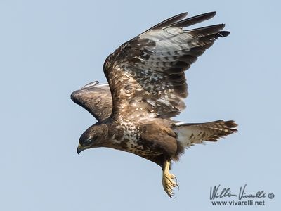 Poiana (Buteo buteo)