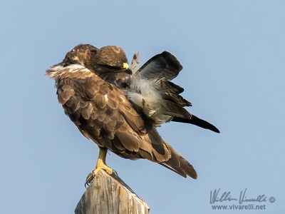 Poiana (Buteo buteo)