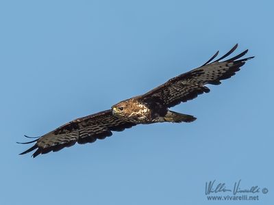 Poiana (Buteo buteo)