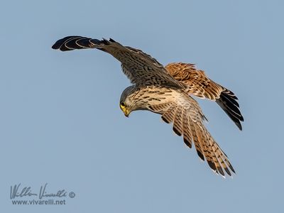 Gheppio (Falco tinnunculus)