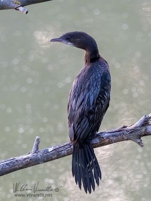 Marangone minore (Microcarbo pygmeus)