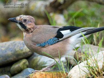 Ghiandaia (Garrulus glandarius)