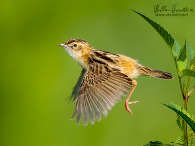 Beccamoschino (Cisticola juncidis)