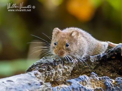 Arvicola rossastra (Clethrionomys glareolus)