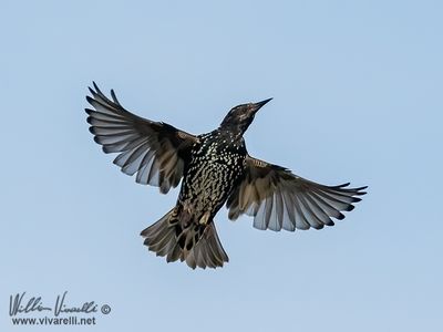 Storno (Sturnus vulgaris)