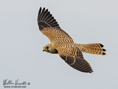 Gheppio (Falco tinnunculus)