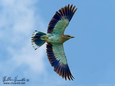 Ghiandaia marina (Coracias garrulus)