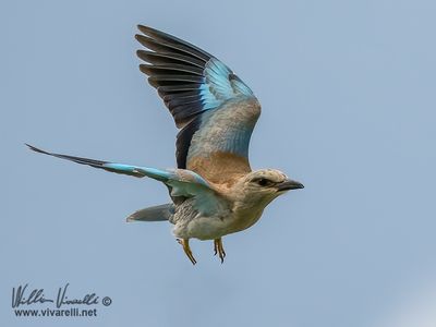 Ghiandaia marina (Coracias garrulus)