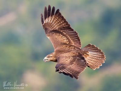 Poiana (Buteo buteo)