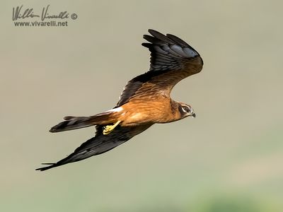 Albanella minore (Circus pygargus)