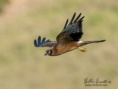 Albanella minore (Circus pygargus)