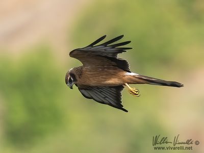 Albanella minore (Circus pygargus)