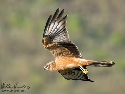 Albanella minore (Circus pygargus)