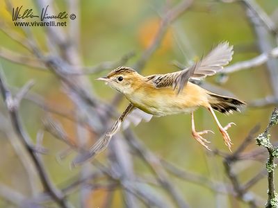 Beccamoschino (Cisticola juncidis)