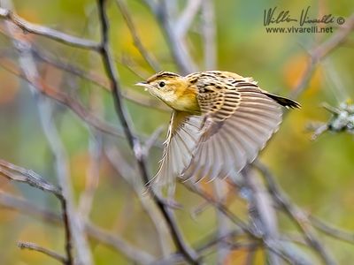 Beccamoschino (Cisticola juncidis)
