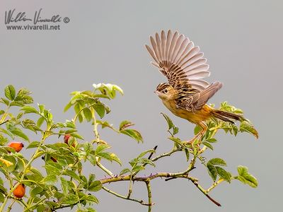 Beccamoschino (Cisticola juncidis)