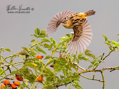 Beccamoschino (Cisticola juncidis)