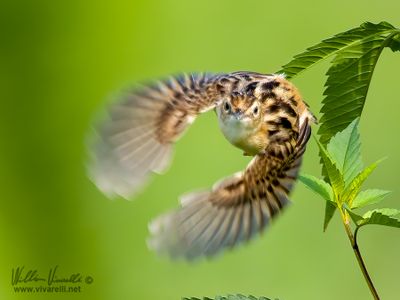 Beccamoschino (Cisticola juncidis)