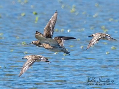 Combattente (Calidris pugnax)