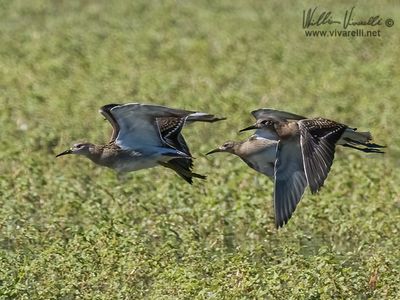 Combattente (Calidris pugnax)