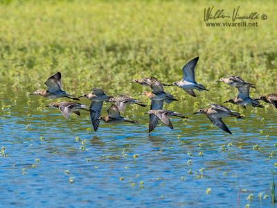 Combattente (Calidris pugnax)