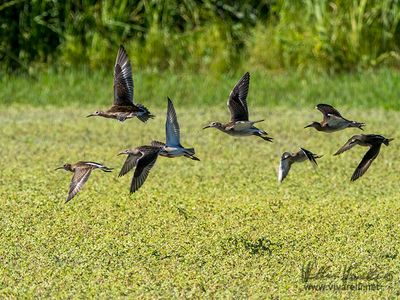 Combattente (Calidris pugnax)