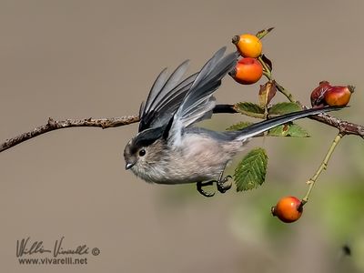 Codibugnolo (Aegithalos caudatus)