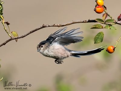 Codibugnolo (Aegithalos caudatus)