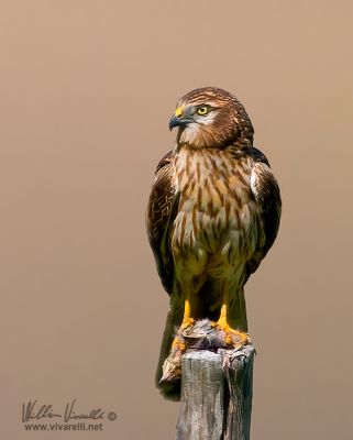 Albanella minore (Circus pygargus)
