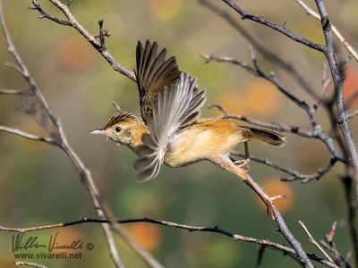 Beccamoschino (Cisticola juncidis)