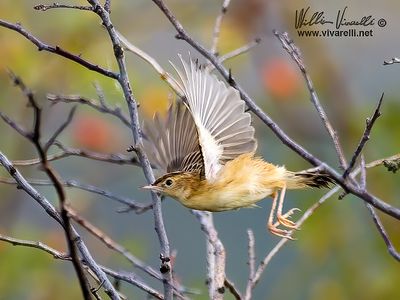 Beccamoschino (Cisticola juncidis)