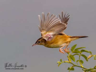 Beccamoschino (Cisticola juncidis)