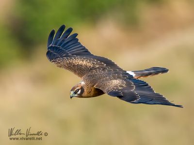 Albanella minore (Circus pygargus)