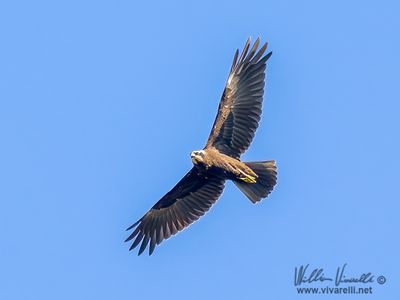 Falco di palude (Circus aeruginosus)