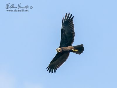Falco di palude (Circus aeruginosus)