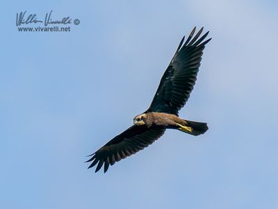 Falco di palude (Circus aeruginosus)