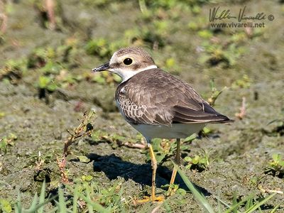 Corriere piccolo (Charadrius dubius)