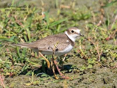 Corriere piccolo (Charadrius dubius)